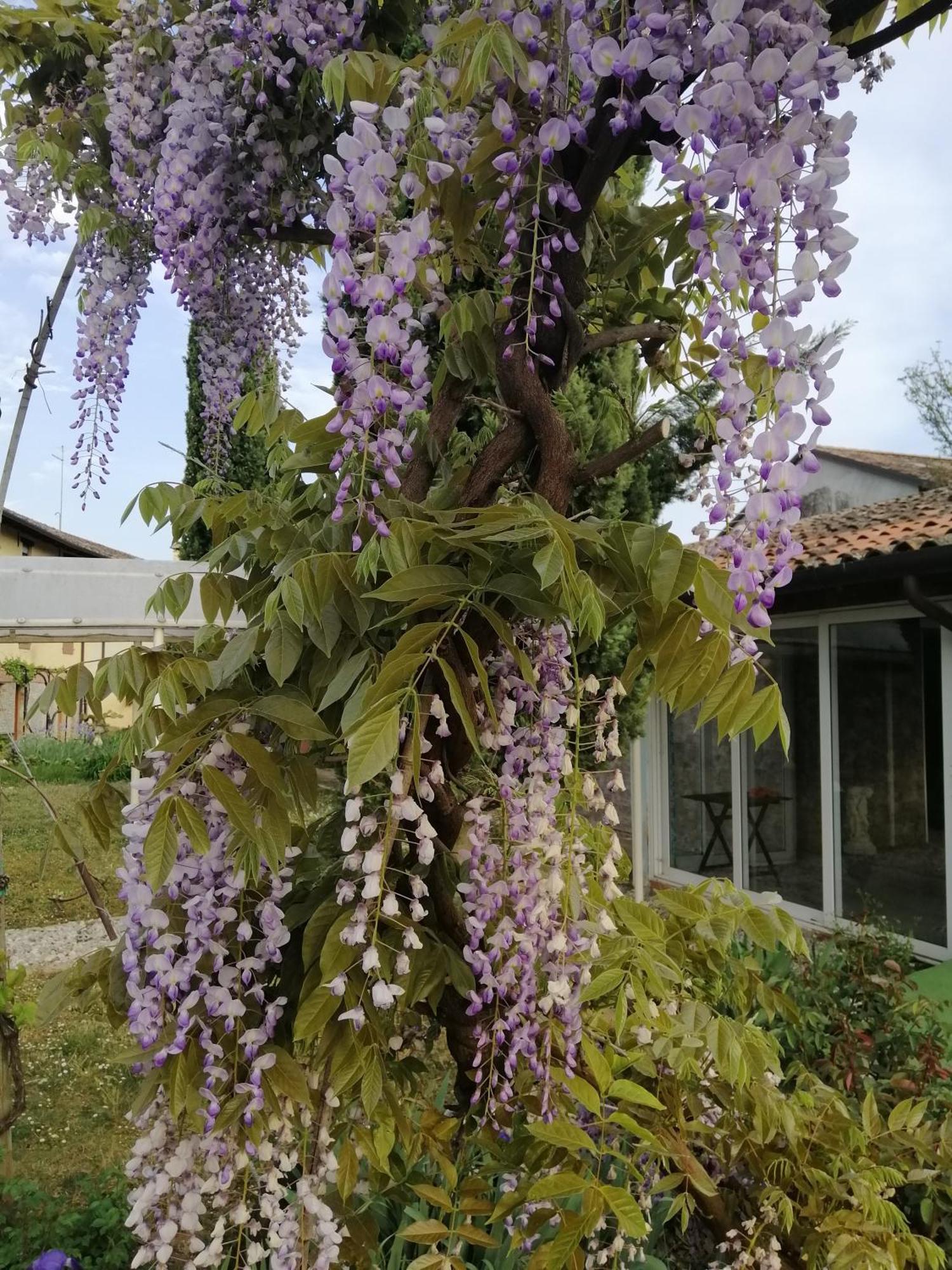 Resort Villa Manin Passariano Bagian luar foto